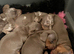 Beautiful Miniature Dachshund Puppies