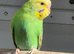 Baby Budgies for sale