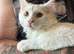 White Maine Coon Boy. Vaccinated.
