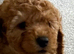 Toy poodles