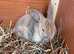 Mini Rex babies READY NOW