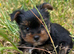 Mini pedigree Yorkie girl