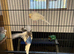 Budgies