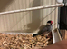 Java finch pair