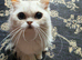 Adorable 1 year old Persian girl