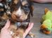 Puppys for sale
