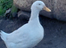 Female Ducks