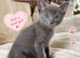 Beautiful Siamese Cross Kittens – Lilac Point Dad