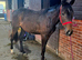 Lovely Irish Sports Horse Filly 2yrs