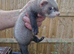 9 week old Hob