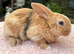 A gorgeous mini plush lop