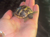 Baby tortoise