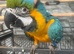 Ready Now Baby HandReared Friendly Super Tame Cuddly Blue & Gold Parrot,10