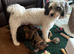 Adorable female puppy looking for her forever home