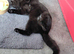 Beautiful kitty