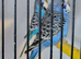 Lrg standard spangle budgies