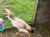 Game birds