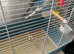 Pair of breading budgie