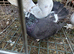 Pair off fantails