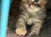 Beautiful fluffy Ragcoon kittens