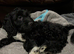 Absolutley gorgeous Cockapoo x puppies vaccinated