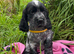 Stunning blue roan show type cocker spaniel puppies