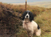 Lovely small spaniel