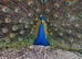 Stunning Black shoulder peacock