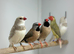 Silver fire tail finch