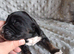 6 stunning working cocker spaniels