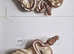 Royal pythons for sale
