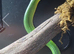 Red tailed green rat snake