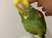 Tame Amazon yellow headed super talkative