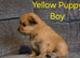 3 beautiful pomeranian puppies