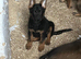 2 German shepherd pups