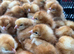 Vaccinated Female Hy-Line Chicks