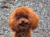 Asian toy F1 Maltipoo