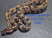 Various Ball Python Hatchlings