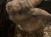 Baby rabbit