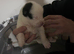 5 pedigree Siberian husky / American Akita long haired puppy's.