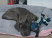 Cane Corso mixed with a Presa Canario
