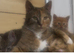 Cute fluffy kittens used to dogs