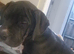 Cane corso cross female