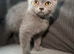 British short haired kittens