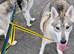 Inuit X Timber Wolfdog