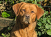 KC registered female Labrador