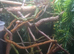 Panther Chameleon