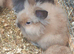 *2 BONDED BOYS NOW AVAILABLE*DOUBLE MANED LIONHEAD x CASHMERE MINILOPS