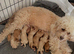 Cavapoo boy pup