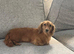Long Haired Miniature Dachshund
